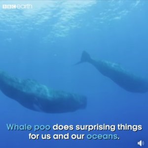 Surprising Facts about Whale Poo – The Whale Pump - Sodwana Skippers